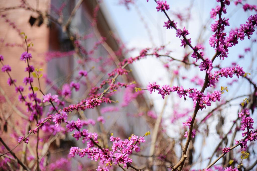 校园花语——紫荆